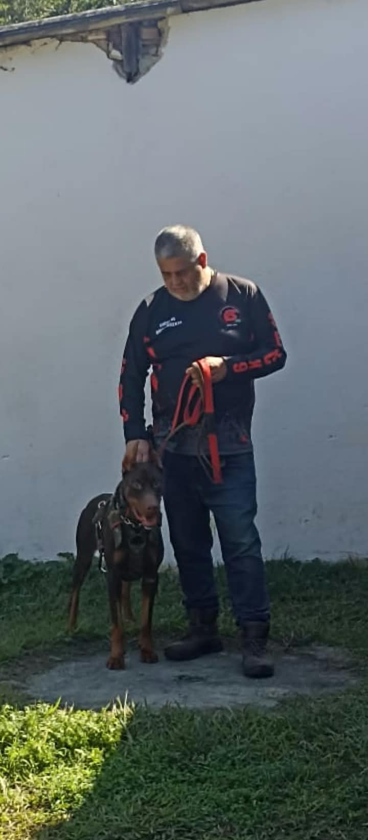 Doberman treinado ao lado do adestrador