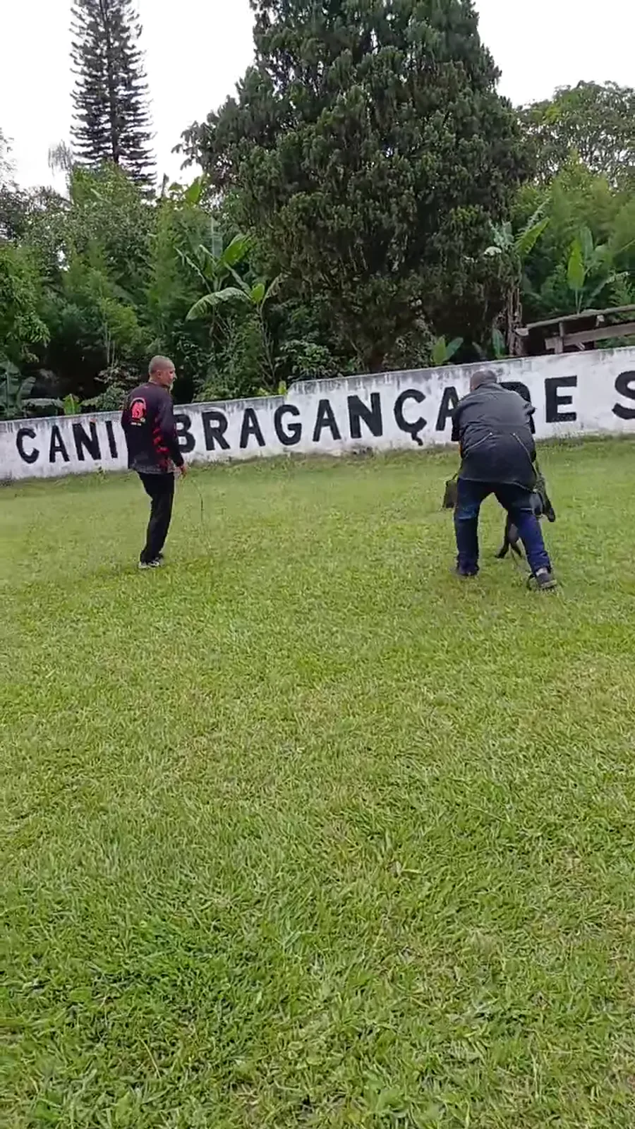Treino de foco e obediência