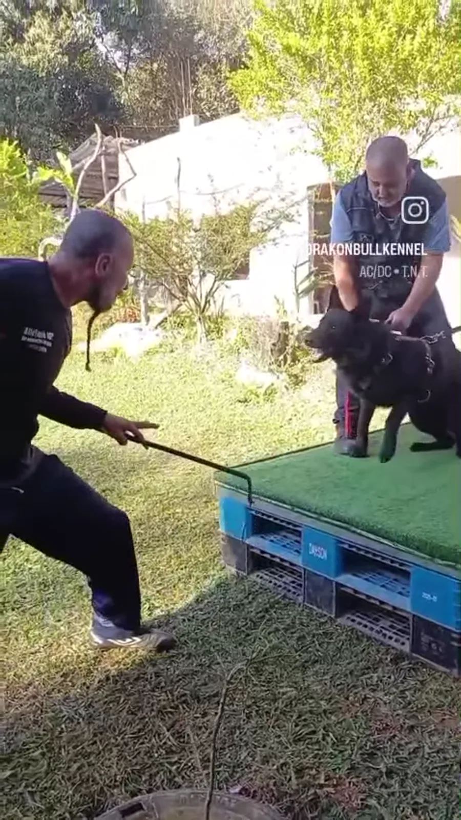 Cão em treino de proteção
